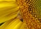 Bee on sunflower heavily laden with pollen