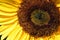 Bee Sunflower Macro 04