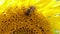 Bee on sunflower macro