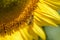 Bee on a sunflower, macro, pollinating, big yellow flower