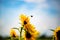 Bee on the sunflower, summertime, sunflowerfield