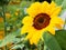 Bee on sunflower, sunflowers pollinate