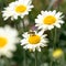 Bee on a Susanna Mitchell Marguerite Daisy Anthemis