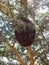 A bee swarm colony between the branches of a tree in the form of a ball. View from below