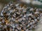 Bee swarm make a hive