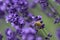 A bee swarm purple lavender flower in lavender field