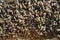 Bee swarm/ Reproduction of bees. beekeeper caught the bees.