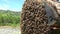 Bee Swarm On Tree Branch