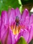 Bee swarm yellow stamens in fuchsia lotus