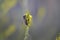Bee on a sweet clover, bee on a yellow wildflower macro