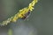 Bee on a sweet clover, bee on a yellow wildflower macro