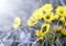 A bee takes pollen on a yellow dandelion flower