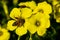 A bee takes pollen from a yellow flower