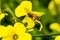 A bee takes pollen from a yellow flower in spring