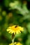 Bee taking nectar from a yellow fleabane flower