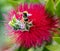 Bee taking off from Scarlet Bottle brush plant flower
