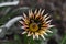 A bee taking pollen from a yellow with brown gazania in a garden in the middle of grass close up