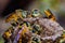 Bee Tetragonisca angustula colony macro photo -  Bee Jatai / Tetragonisca angustula