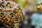 Bee Tetragonisca angustula colony macro photo -  Bee Jatai / Tetragonisca angustula