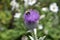 Bee on Thistle