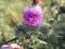 Bee in a Thistle Blossom