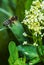 A bee toiler collects pollen from flowers and herbs