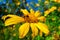 Bee on Tree marigold or Mexican flower blooming and blue sky