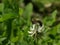 Bee on trifolium flower.