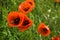 A bee twirls near the red flowers of wild poppy o