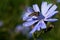 Bee up close.Anthophila.Hymenoptera