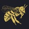 Bee Vector Engraving Illustration Honey Bee