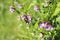 Bee on vetch Zaunwicke, Wicke on meadow