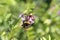 Bee on vetch Zaunwicke, Wicke on meadow