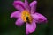 Bee on a vibrant flower in spring