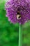 Bee on violet flower