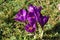 Bee visiting purple crocus flowers