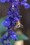 A bee visits every flower of this beautiful Salvia plant