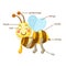 Bee vocabulary part of body