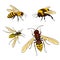 Bee, wasp, bumblebee, hornet - vector illustration