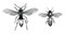 Bee and Wasp hand drawing vintage engraving illustration isolate
