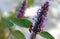 Bee or wasp landing on to Lythrum salicaria plant. Purple loosestrife.