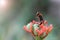 A bee or wasp lying dead on a red flower in the garden