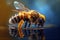 Bee on water, honeybee macro. Realistic ilustration. Generative ai