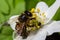 Bee, Western honey bee - Apis mellifera, with pollen sits on the flower of wood anemone