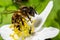 Bee, Western honey bee - Apis mellifera, with pollen sits on the flower of wood anemone