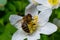 Bee, Western honey bee - Apis mellifera, with pollen sits on the flower of wood anemone