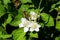 Bee and white blackberry flowers