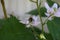 bee on a white blooming blackberry