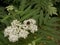Bee on the white blossom of a dwarf elderberry bush