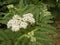 Bee on a white blossom of a dwarf elderberry bush
